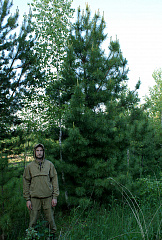 Деревья (крупномер), кедр сибирский, Cтандарт, 480-520 см.